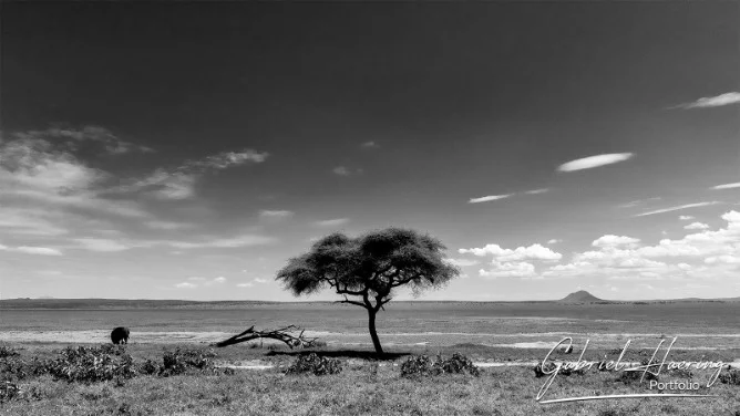 Tarangire in black and white