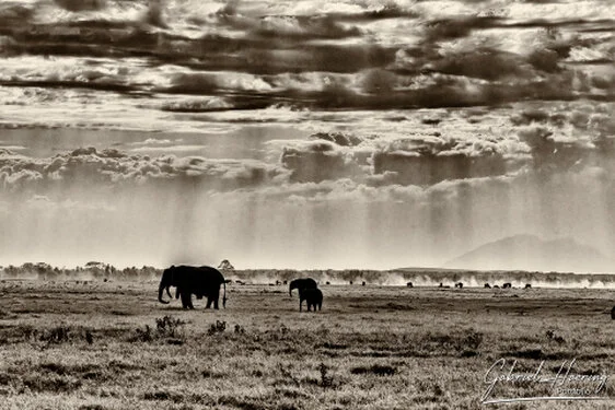 Elephants in Amboseli National park during a photographic safari with a dramatic sky and background