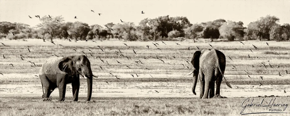 Black and white photograph capturing the calm presence and social character of African elephants in Chobe