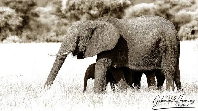 An elephant cub protected by the mum in this herd crossing the Tarangire National Park