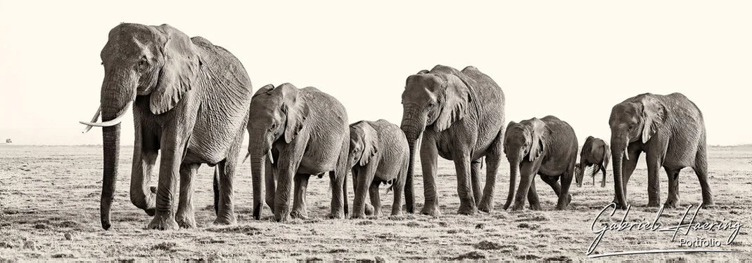 Black and white photograph of an African elephant family gathered protectively around a calf in Amboseli