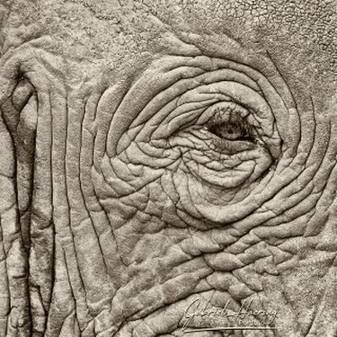 Close black and white portrait highlighting the calm eye and weathered features of an African elephant