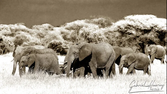 Black and white photograph of an African elephant family moving together in Tarangire National Park