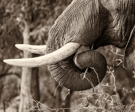 Monochrome close-up of an African elephant’s curved tusk and trunk in Chobe National Park