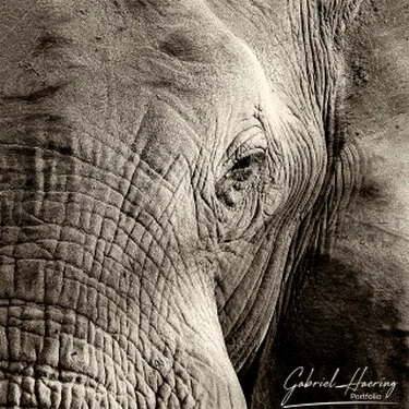 Intimate black and white portrait of an African elephant with deeply textured facial features