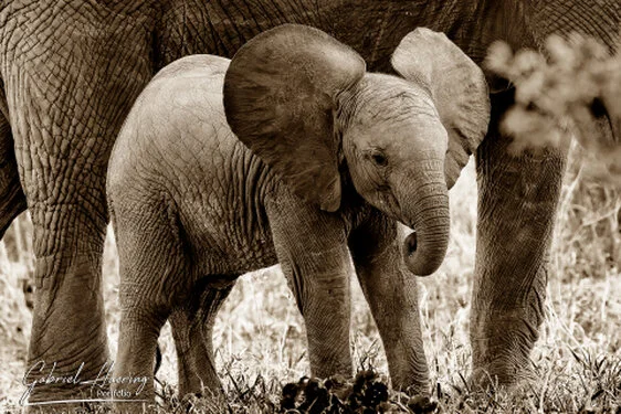 An elephant cub showing big ears to scare another animal but protected by the mum behind in Tarangire National Park