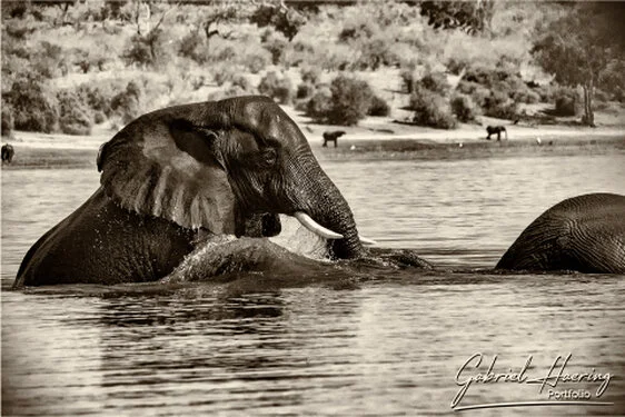 Elephants crossing the Chober River and a big male on top of the back of the elephant in front of him