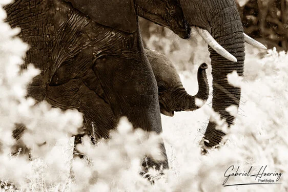 Monochrome image of adult African elephants sheltering a young calf within the family group