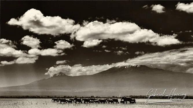 Elephant herd walking in the amboseli lake with the mount Kilimanjaro as background and cloudsin the sky