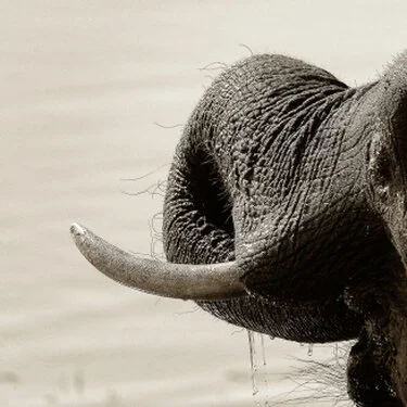An elephant drinking water in the Chobe National Park and Chober River