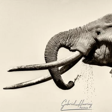 Close look at big tusker Craig drinking water at a water hole outsite Amboseli National Park