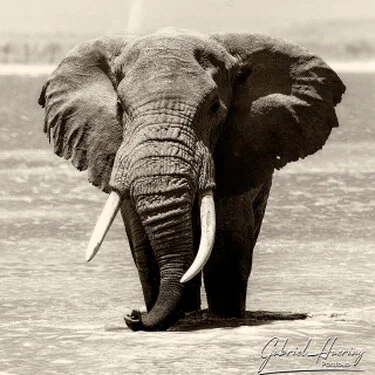 Front-facing black and white portrait of an African elephant photographed in Amboseli National Park