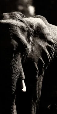 An african elephant portrait while walking very close toward us in Mana Pools National Park