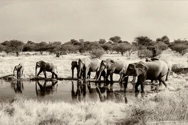 Black and white photograph of an African elephant family protecting a calf