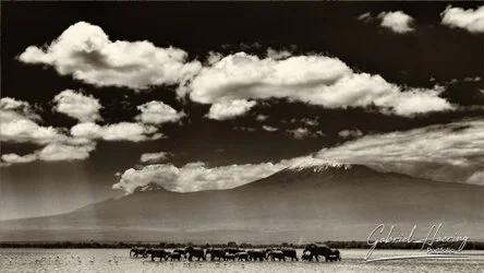 Black and white photograph of an African elephant family protecting a calf