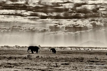 Black and white photograph of an African elephant family protecting a calf