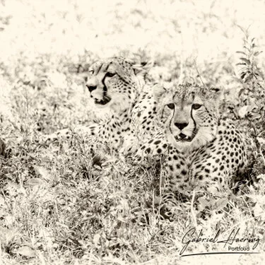 Black and white photograph of two cheetah in the natural landscape of Ndutu south Serengeti in Tanzania