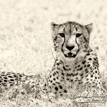 Monochrome wildlife portrait of a cheetah photographed in Serengeti National Park, Tanzania
