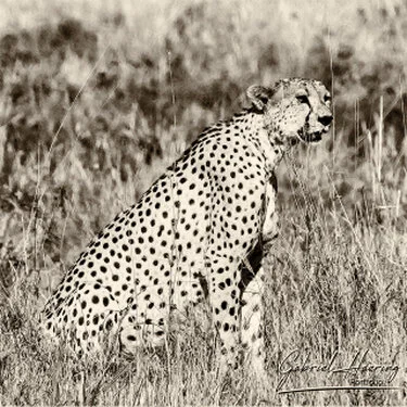 Fine-art monochrome photograph of a cheetah in the open habitat of Tarangire, Tanzania