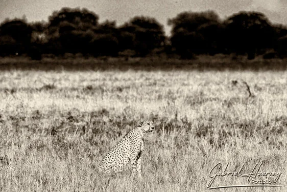 Black and white cheetah portrait showing the animal’s elegant form in Tarangire National Park