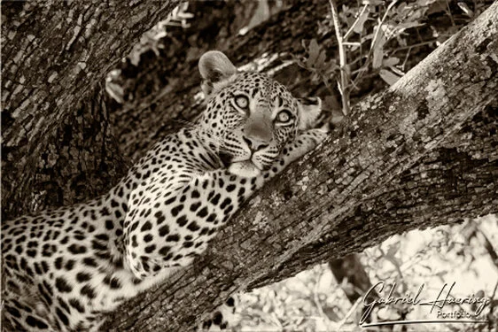 Black and white portrait of an African leopard up on a tree photographed in the Okavango Delta, Botswana