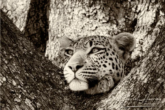 Monochrome portrait of an African leopard photographed in the Okavango Delta, Botswana