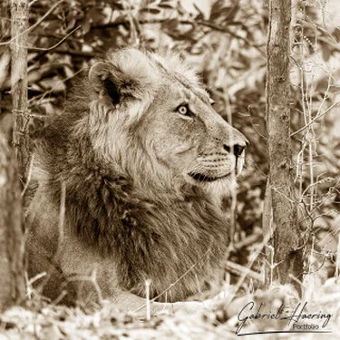 Monochrome portrait of an African lion photographed in Mana Pools National Park, Zimbabwe