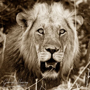 Black and white photograph of a lion in the wild landscape of Mana Pools, Zimbabwe