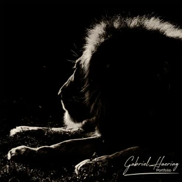 Monochrome portrait of an African lion photographed in Serengeti National Park