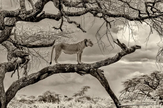 Fine-art black and white photograph of a lioness up on a tree in Ndutu south Serengeti