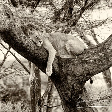 Fine-art black and white photograph of a lion resting on a tree in Ndutu south Serengeti