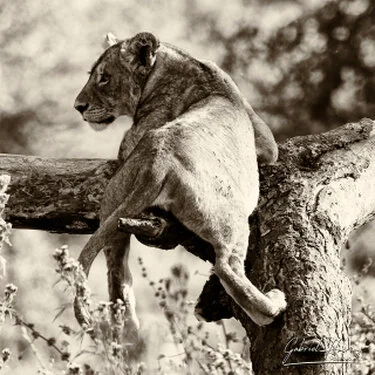 Monochrome African lion portrait from the Ngorongoro Crater in northern Tanzania