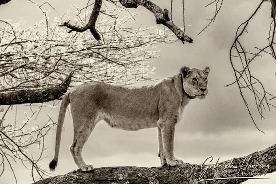 Fine-art black and white photograph of a lioness up on a tree observing the surroundings in Ndutu south Serengeti