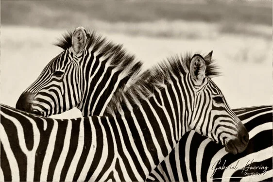 Zebra in Black & White - Picture taken by Gabriel Haering in Mana Pools National Park (Zimbabwe)