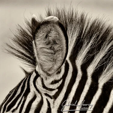 Black and white portrait of an African zebra showing distinctive stripe patterns and alert posture
