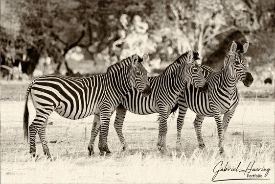 Black and white portrait of an African zebra showing distinctive stripe patterns and alert posture