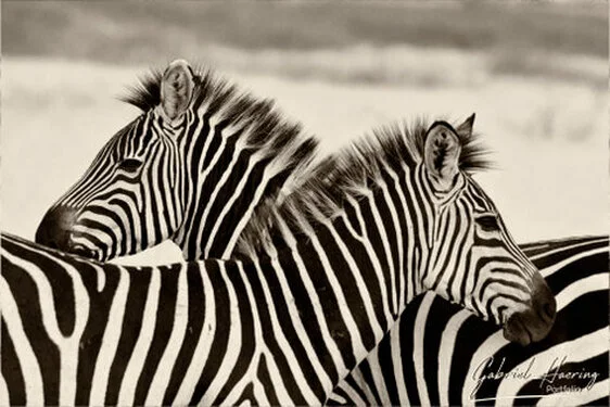 Black and white portrait of an African zebra showing distinctive stripe patterns and alert posture