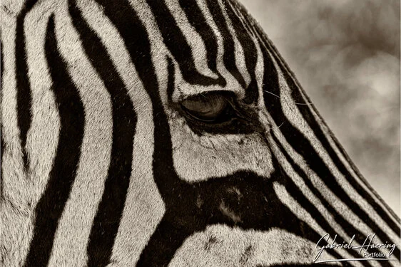 Black and white portrait of an African zebra showing distinctive stripe patterns and alert posture