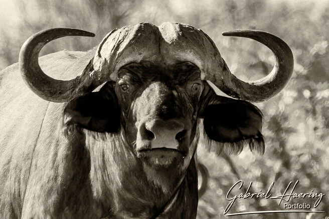  black and white image of an African buffalo showing muscular body and commanding stance